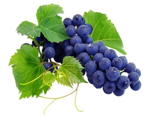 Resveratrol