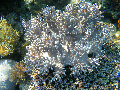 White-Coral