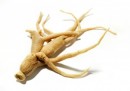 Ginseng