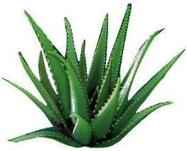 Aloe_Vera2