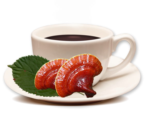 ganoderma